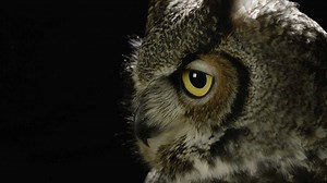 Take a glimpse into the secret life of owls. More: http://www.cbc.ca/natureofthings/episodes/the-secret-life-of-owls | CBC Docs