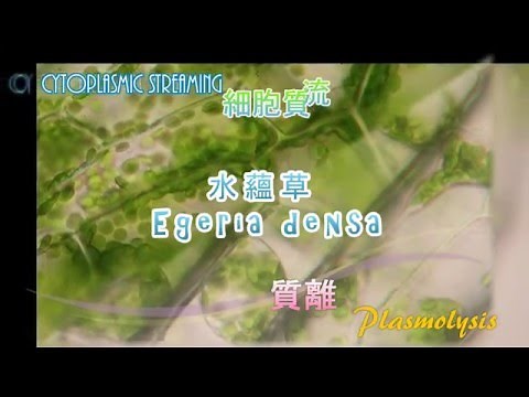 看過水蘊草的細胞質流動，那看過胞質與細胞壁分離嗎？(Cytoplasmic streaming and plasmolysis of Egeria densa)