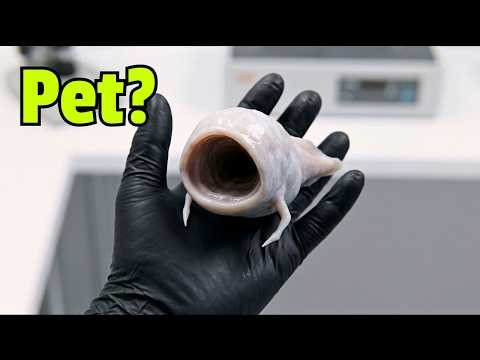 I Raised a Baby Sea Eater as a Pet .. It Started Learning