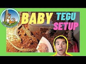 Baby TEGU setup | care, food, humidity (2021)