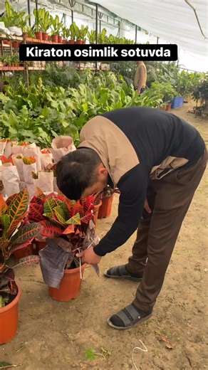 6.3K views · 84 reactions | Narxi 400 ming tel 951170999 | Mevali Kochatlar | Facebook