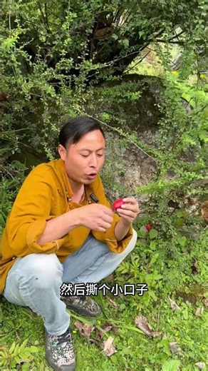 🔴 西藏深山的神秘红果！阿普黑发现传说中的“女人果”——鬼臼果！