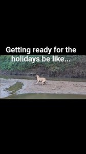 #dog #dogs #doglife #doglover #greatdanesofig #greatdane #gdri #greatdanerescue #bigdogsofig #greatdanesofinstagram #gentlegiant #greatdanerescueinc #greatdanemoments #bigdogsofinstagram #giantdogs #greatdanes #greatdanelife | Great Dane Rescue, Inc