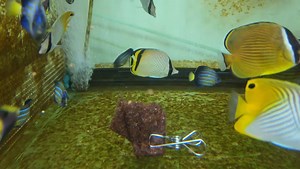 Chaetodon vagabundus eat | Formosa fish Taiwan