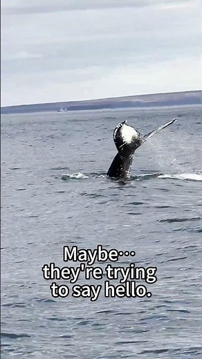 Do wild animals want to interact with humans? These whales love interacting with humans.#whale