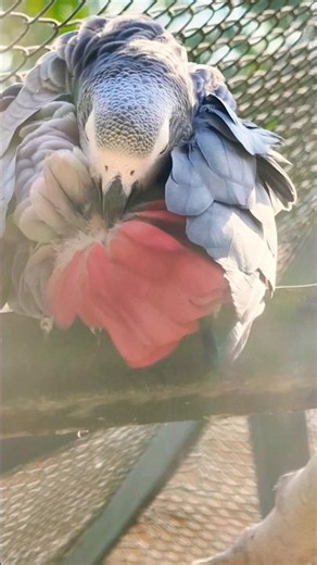 Best African Grey Parrot Talking Moments Ever! 🦜 Funny & Cute Compilation #TalkingBird