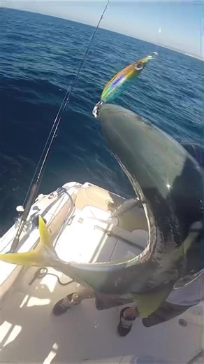 Yellowtail Fishing Off the Coast of San Diego