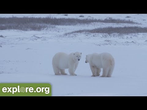 Polar Bear Cams are Back!