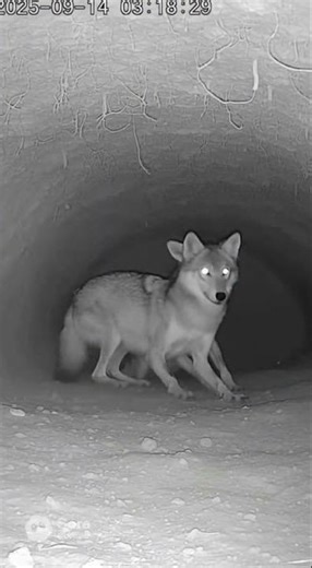 Wolf Den Loop The Shadow Returns