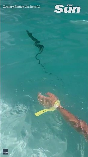 Florida man shrieks as iguana sneaks up on him in pool #shorts