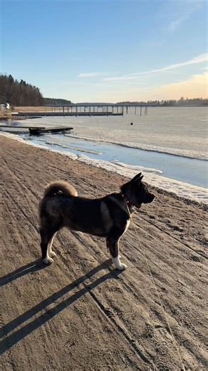 The daily life of an amateur baker and furry helpers Akita Molly and Maine Coon Bucks #akitalife