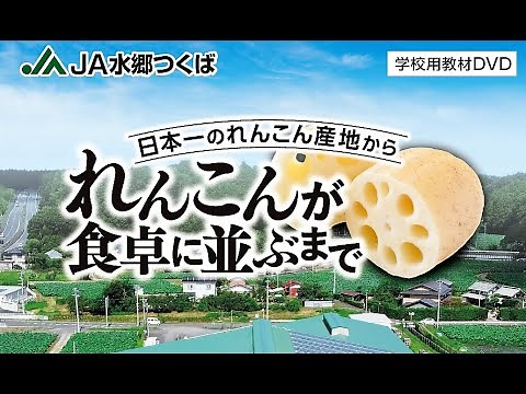 JA水郷つくば れんこんが食卓に並ぶまで