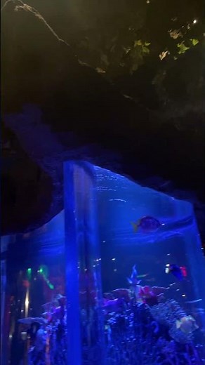 The Rainforest Cafe | Disney Springs