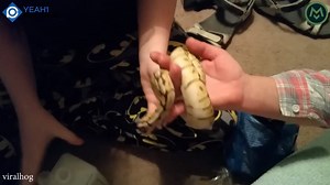 270K views · 283 reactions | Pet Python Trying to Eat a Finger | Made Man | Facebook