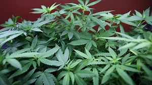 Legalized marijuana: A good idea?