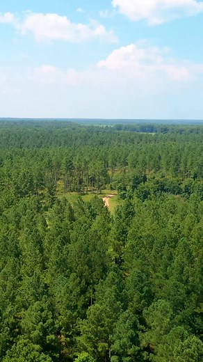 36K views · 450 reactions | The Tigercat 720G is a versatile feller buncher characterized by speed, agility and clear sight lines. Ideal for contractors requiring flexibilty, the 720G is suited to a range of applications from high-cycle plantation thinning to felling mature saw timber. | Tigercat Industries | Facebook