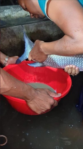 Rohu Fish Breeding System Explained #shortsvideos #fish #fishing
