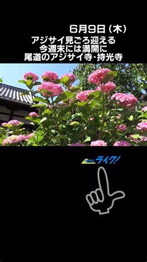 アジサイ寺として知られる広島県尾道市の持光寺ではおよそ150株のアジサイが見ごろを迎えています。#広島県#尾道市#持光寺#アジサイ寺#アジサイ#見ごろ#持光寺・松岡昭禮住職#TikTokでニュース