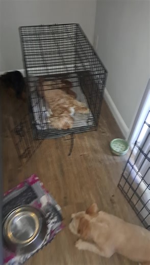 Coco has her 1week old puppies she is a poodle from Korea cream color poodle give birth too 5 healthy puppies.. Father was a red nose poodle also from Korea fallow for video as they grow