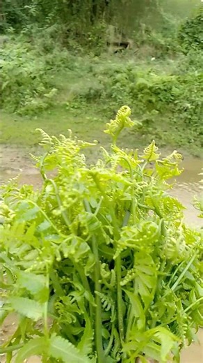 Local me.su bree cha.na nangja chiringon banga 🌿 Sarat #localvegetables #freshvegetables