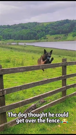 Try Not to Laugh: Dog Fails Edition 😭🐶