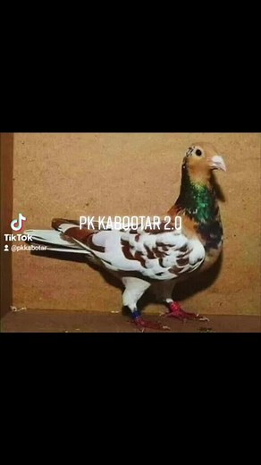 2.8K views · 173 reactions | Pk kabootar 2.0 on Reels | Facebook