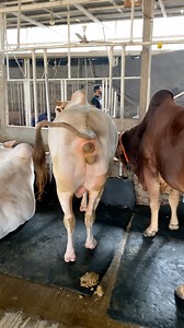 A very beautiful bull standing up and using the toilet #bulls #dung #shepherd #cattlefarm #vairalpost #foryoupageシ #viralvideoシ #fypviralシ | Bulls take care