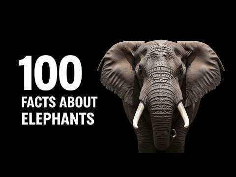 100 Facts About Elephants That Reveal Their True Intelligence and Evolution