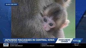 Blank Park Zoo celebrates conservation efforts with viral species