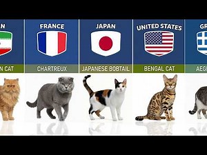 List of Popular Cat Breeds from Different Countries 🌍🐱