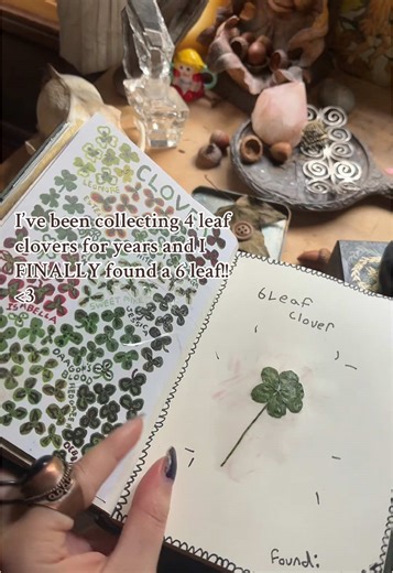 Discovering a Rare Six Leaf Clover Collection