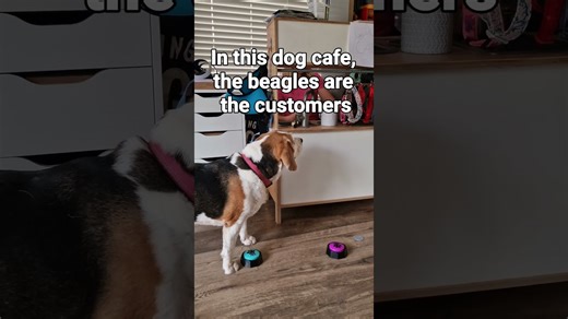 Silly games our beagles love to play with kids