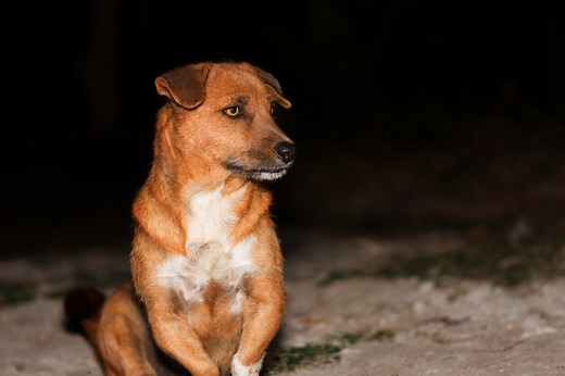 Solved! Why Is My Dog More Aggressive At Night? - Dog Coaching Academy