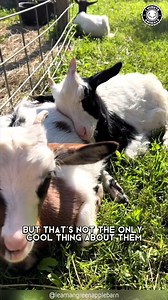 12K views · 333 reactions | Fainting Goat  It Just COLLAPSES! When startled, it actually goes stiff and falls. A surprising and real reaction you have to see. Nature’s strange defense in action! #faintinggoat #GOAT #goatlove #goatlovers #goatlife | 1 Minute Animals | Facebook