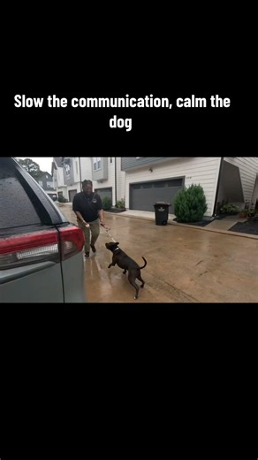 Reactive dogs learn when communication slows