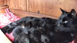 143K views · 3K reactions | She hasn’t been eating and has had some...