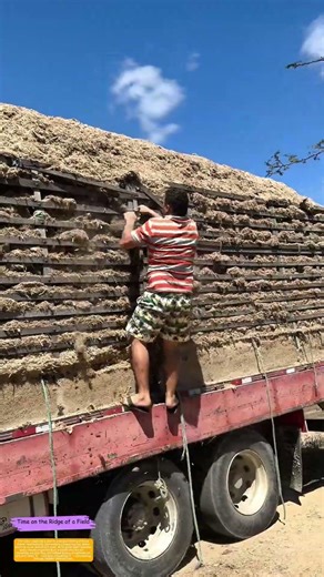 Unloading Dusty Secrets: How One Farmer Clears a Hay Truck Without Breaking a Sweat