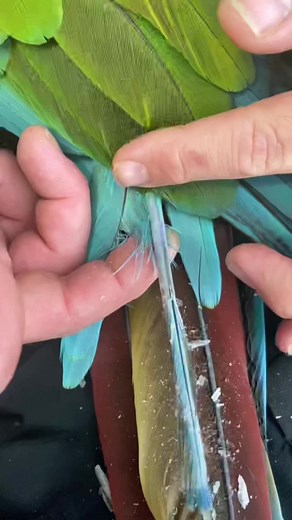 Satisfying Pin Feather Removal Techniques for Birds
