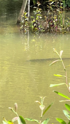 Massive Grass Carp Caught in the UK