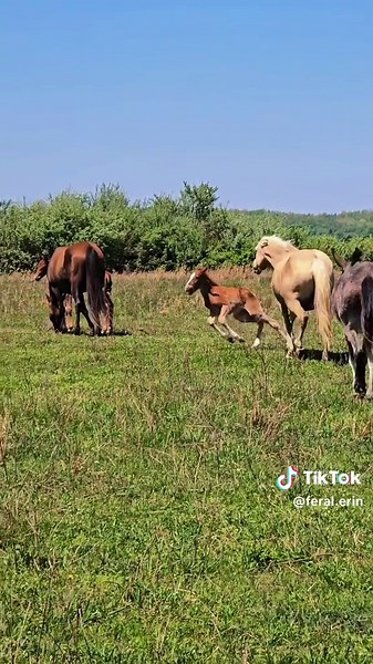 Dramatic Wild Horse Rescue: Mother's Bold Move Saves Lost Foal
