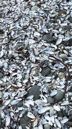 A Walk on a Shell-Covered Beach in Ucluelet BC 🌊