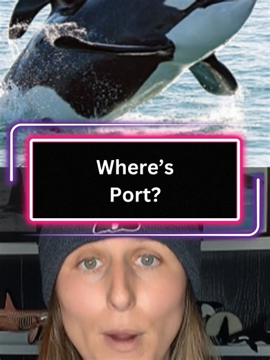 Starboard is back but where's Port? The infamouse orca duo known for killing sharks is currently short a member. Video made Feb 27/2026