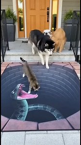 3.3M views · 24K reactions | Peanut’s Super Scared Reaction Is Hilarious pets funny part 9  #fblifestyle | Cuteness Central | Facebook