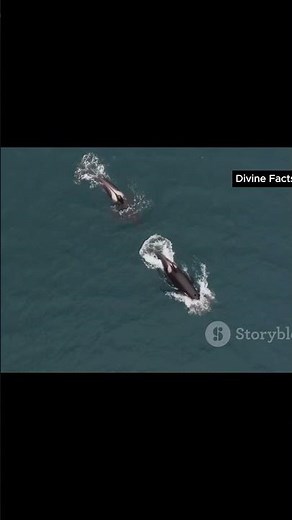 Shark 🦈 vs orca 🐋- Ocean's Ultimate showdown #sharks