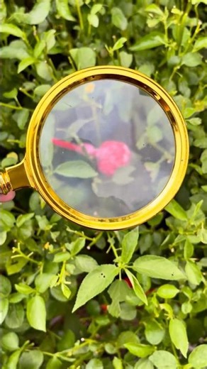 The Magic Magnifying Glass That Reveals the Unseen! 🔍✨ #AmazingDiscoveries#FunVideo#Trending