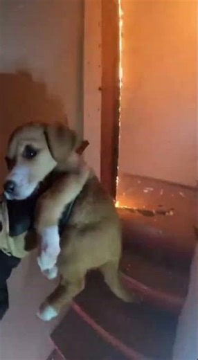 The Puppy Was Waiting Upstairs… 🥺🚒