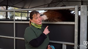174K views · 8.3K reactions | If you enjoyed seeing Will on last week's This Week on the Farm then allow us to introduce you to our other Shire foal Sapphire. She's certainly had a growth spurt over the last few weeks and is now being trained by Farmer Ruth who has the job of teaching her manners and gentility. With such big, powerful animals early training is important to ensure we can enjoy them safely. | Cannon Hall Farm | Facebook