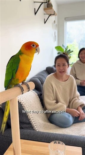 A Talking Parrot With Attitude 😂