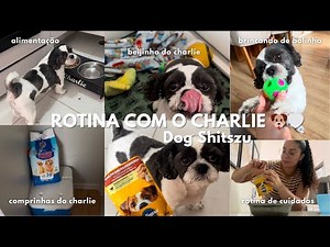 UM DIA COM O MEU SHITZU CHARLIE | por Rafaela Maria