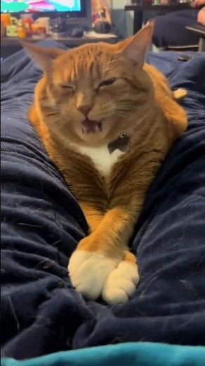 Why Do Cats React Like This When You Sneeze